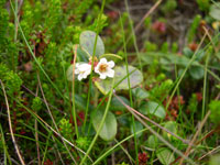 Tyttebær i blomst. Foto: Søren Nielsen